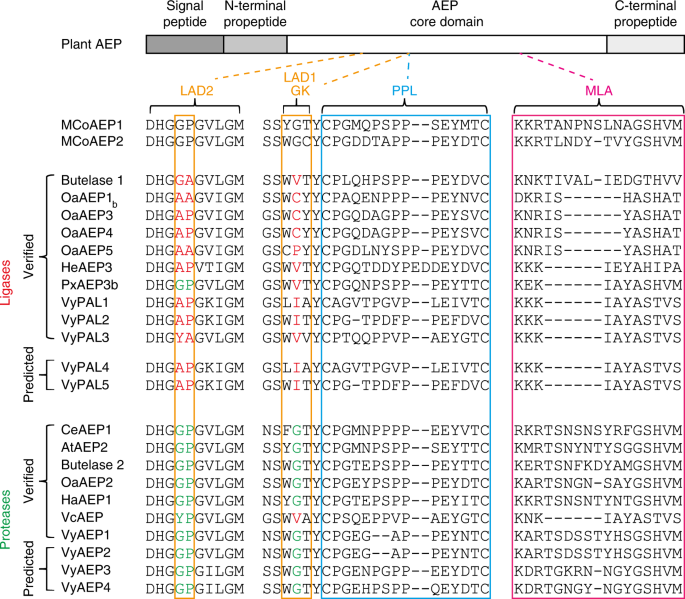 Fig. 6: Sequence alignment of AEPs. Proposed ligase-activity determinant (LAD) residues are boxed in orange.