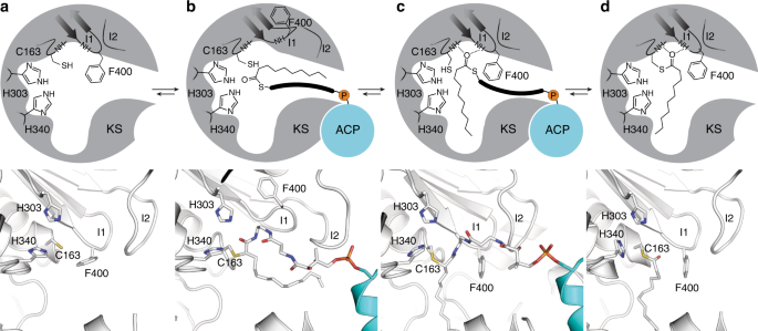 Fig. 10: Proposed gating mechanism of elongating ketosynthases.