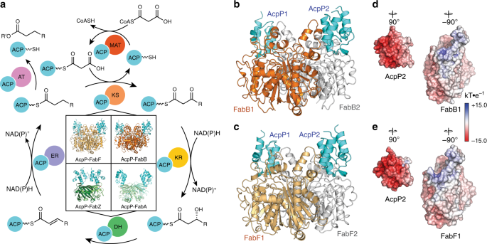 Fig. 1: FAB cycle and known AcpP–PP complexes.