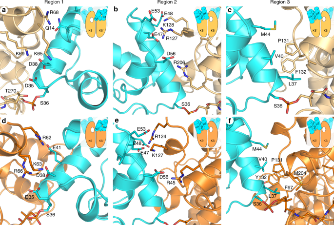 Fig. 3: AcpP–FabF and AcpP–FabB interface interactions.