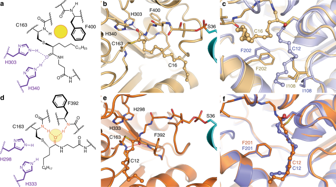 Fig. 4: FabF active site interactions with C16 substrate analog.