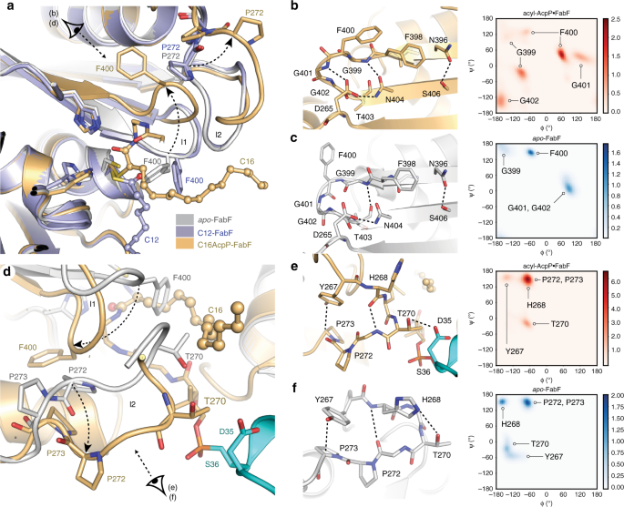 Fig. 5: Conformational changes in FabF active site loops.