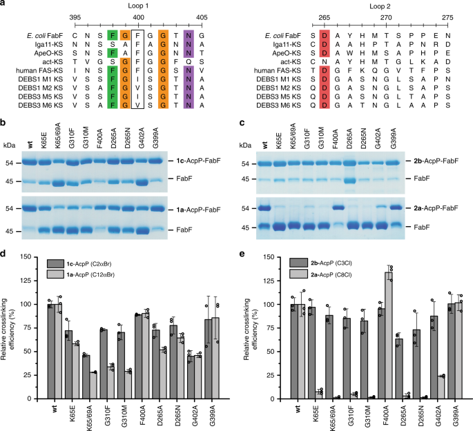 Fig. 6: Loop 1 and 2 Sequence conservation and mutagenesis.