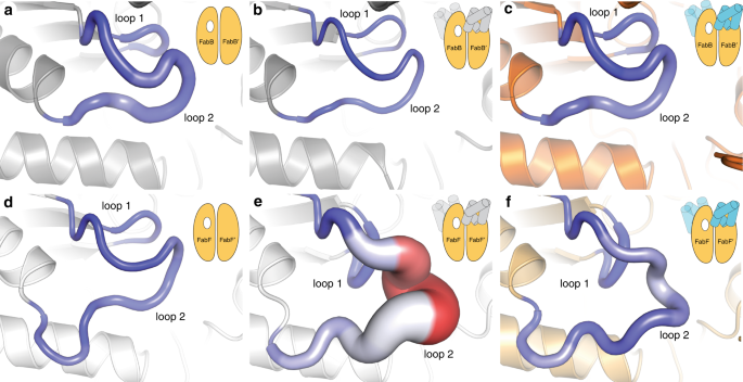 Fig. 7: Loop dynamism sampled via computer simulations.