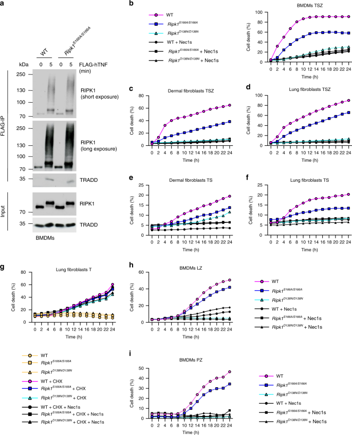 Fig. 1: S166 phosphorylation drives RIPK1-dependent cell death.