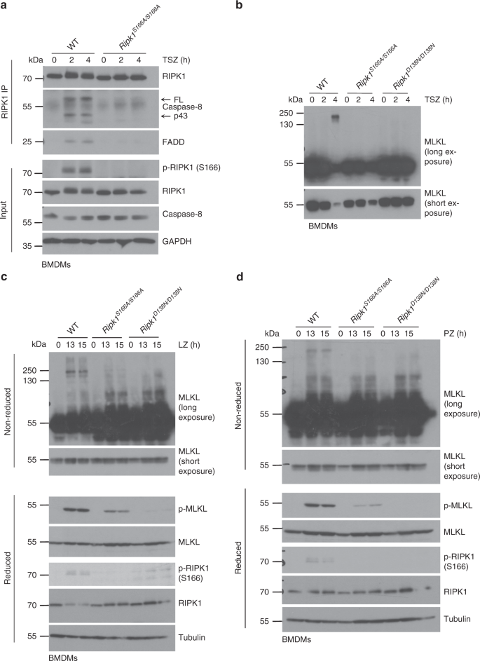 Fig. 2: S166 phosphorylation facilitates necrosome formation.