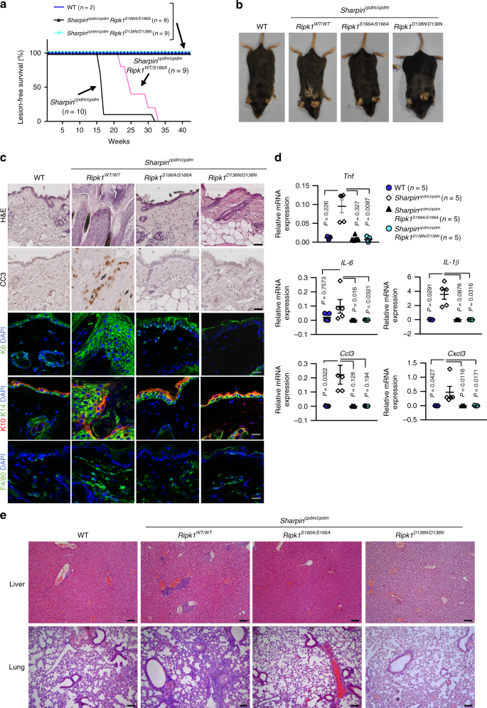 Fig. 5: S166 phosphorylation is essential for RIPK1-dependent skin inflammation in Sharpincpdm/cpdm mice.