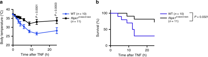 Fig. 6: S166 phosphorylation is required for RIPK1-dependent TNF-induced SIRS in mice.