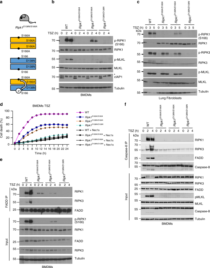Fig. 7: S166 phosphorylation enhances RIPK1 kinase activity.