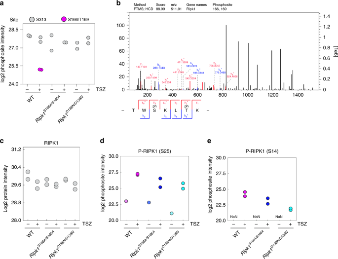 Fig. 8: S166 phosphorylation promotes RIPK1 autophosphorylation at additional sites.