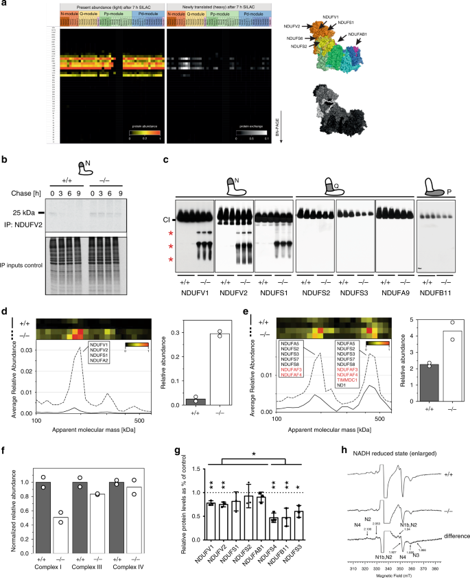 A Salvage Pathway Maintains Highly Functional Respiratory Complex I Nature Communications