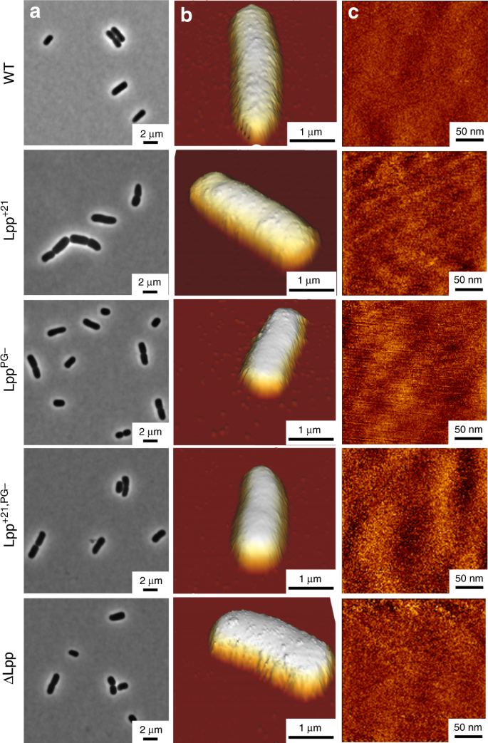 Lipoprotein Lpp Regulates The Mechanical Properties Of The E Coli Cell Envelope Nature Communications