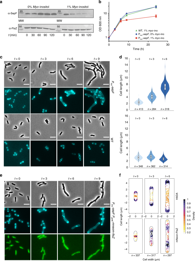 Essential Dynamic Interdependence Of Ftsz And Sepf For Z Ring And Septum Formation In Corynebacterium Glutamicum Nature Communications