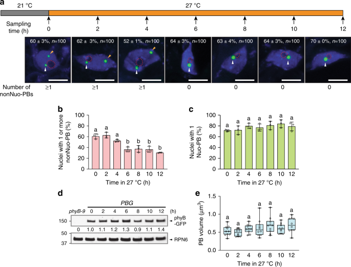 Increasing Ambient Temperature Progressively Disassembles Arabidopsis Phytochrome B From Individual Photobodies With Distinct Thermostabilities Nature Communications