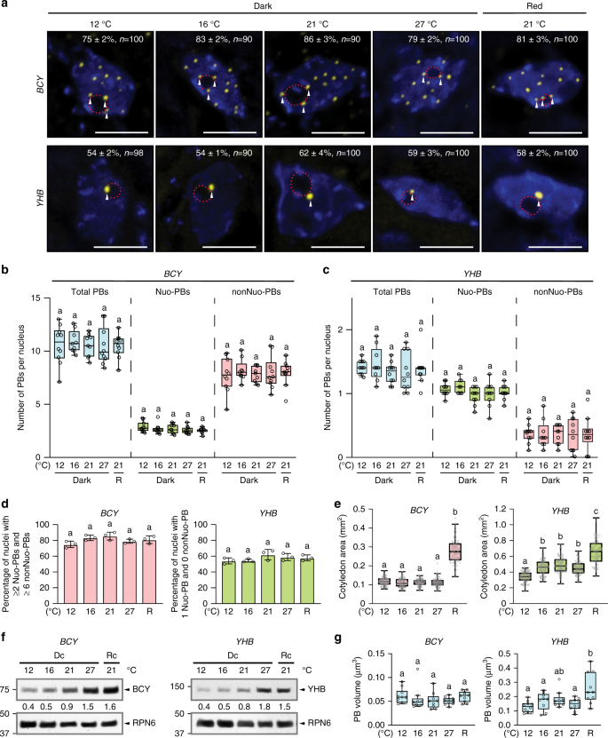 Increasing Ambient Temperature Progressively Disassembles Arabidopsis Phytochrome B From Individual Photobodies With Distinct Thermostabilities Nature Communications