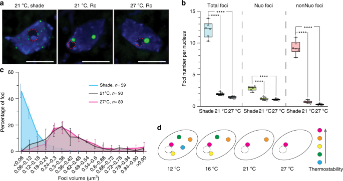 Increasing Ambient Temperature Progressively Disassembles Arabidopsis Phytochrome B From Individual Photobodies With Distinct Thermostabilities Nature Communications