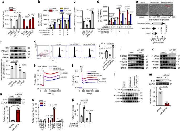 Fig. 8: Silencing of the miR-802 target, Fzd5, impairs insulin gene expression and insulin secretion.