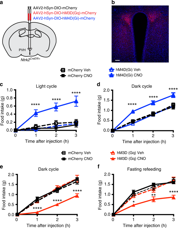 TrkB-expressing paraventricular hypothalamic neurons suppress