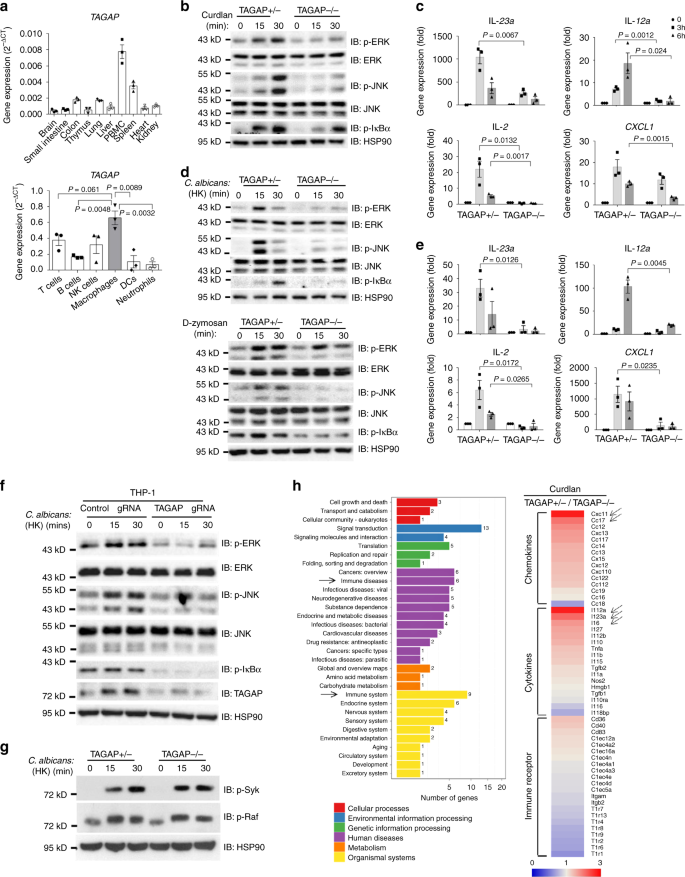 Fig. 1: TAGAP is required for Dectin-1 ligand-induced signaling activation.