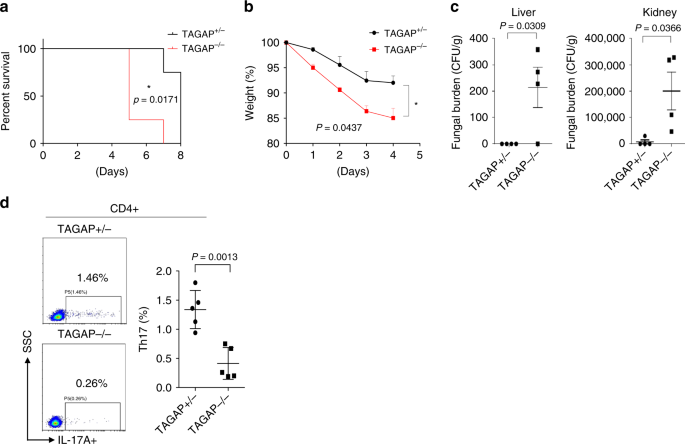 Fig. 6: TAGAP-deficient mice were susceptible to fungal infection.