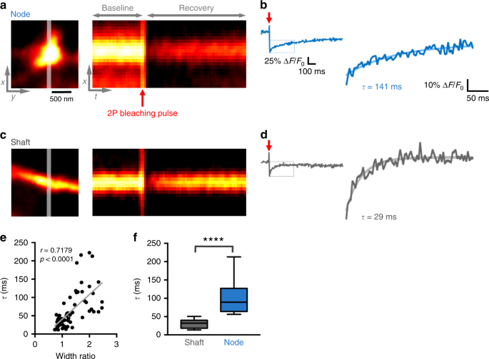 Fig. 5: Astrocytic nodes are biochemically compartmentalized.