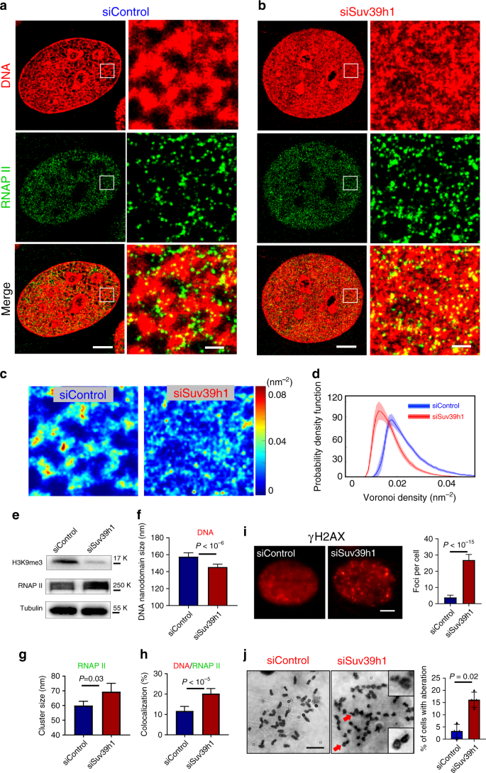 Fig. 4: Functional and structural consequences upon disrupting heterochromatin structure.