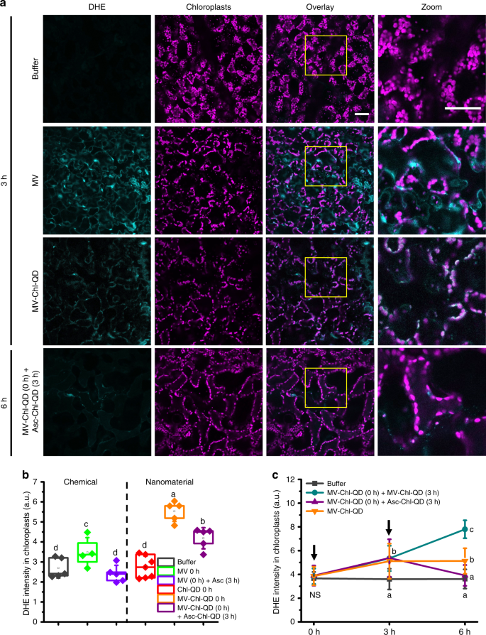 Fig. 6: Chloroplast specific subcellular tuning of oxidative status by targeted delivery of nanoparticles with biochemical cargoes.