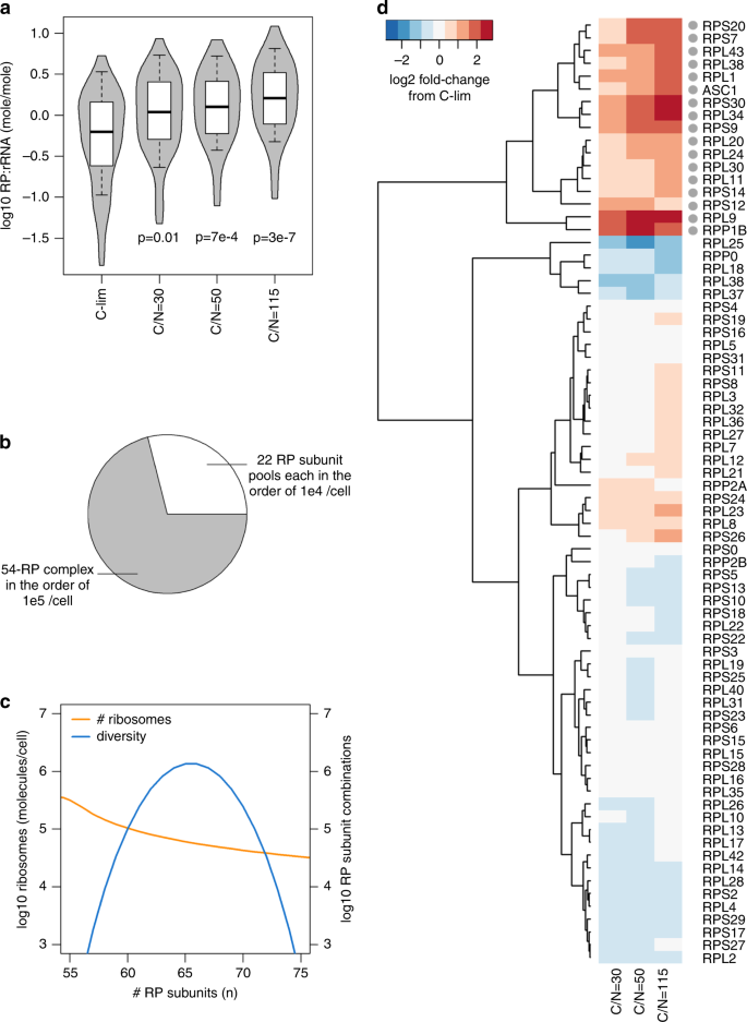 Fig. 5: Ribosome reserves contain diverse sub-stoichiometric ribosomal proteins (RP).