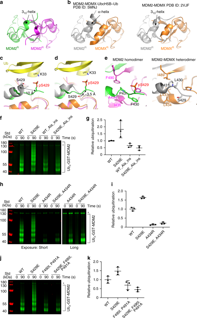 Structural Basis For Dna Damage Induced Phosphoregulation Of Mdm2 Ring Domain Nature Communications