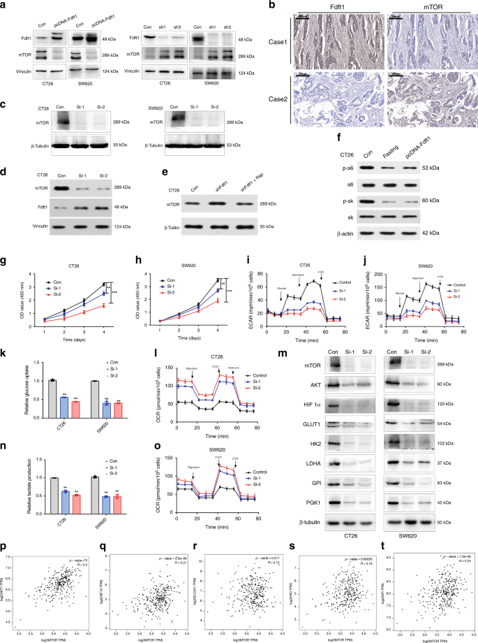 Fig. 5: mTOR expression is inversely correlated with FDFT1 expression.