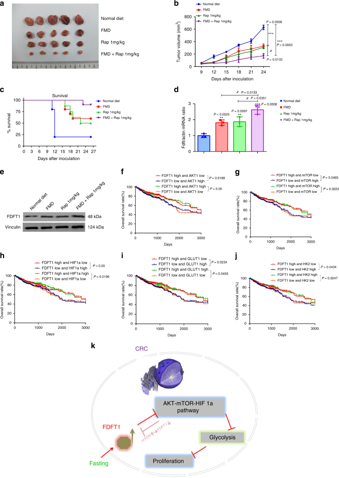 Fig. 7: Fasting and mTOR inhibitor synergize in suppressing CRC proliferation and clinical significance of the FDFT1/AKT-mTOR-HIF1α pathway in CRC patients.