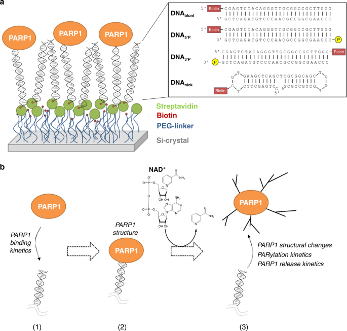 Real-time monitoring of PARP1-dependent PARylation by ATR-FTIR spectroscopy  | Nature Communications