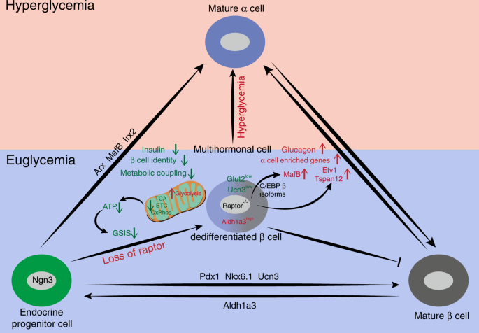 Raptor Determines B Cell Identity And Plasticity Independent Of Hyperglycemia In Mice Nature Communications