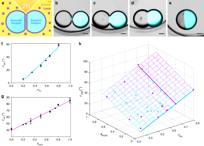 Fig. 1: The contact angle depends on the lipid and oil compositions.