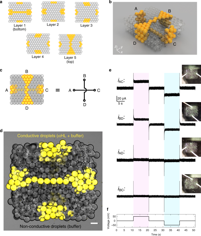 Fig. 6: Synthetic tissues with features patterned at single-droplet resolution.