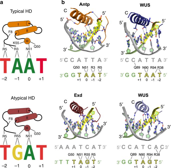 Structural Basis For The Complex Dna Binding Behavior Of The Plant Stem Cell Regulator Wuschel Nature Communications