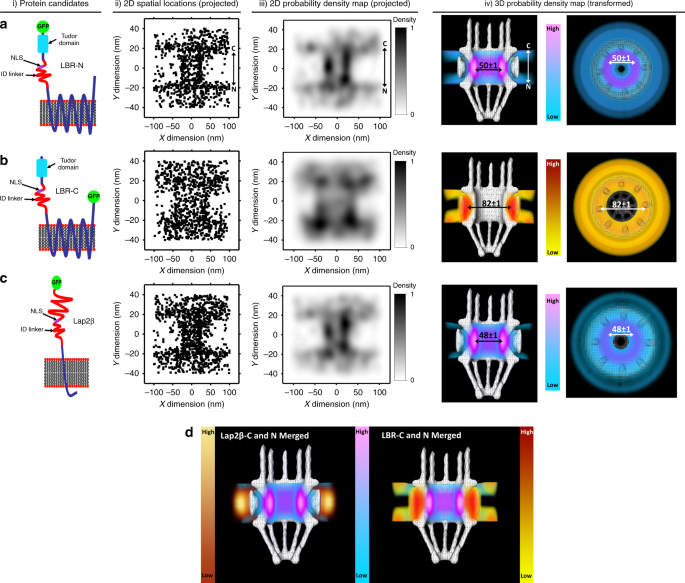 Fig. 2: Translocation routes of LBR and Lap2β from the ONM to INM in live cells.