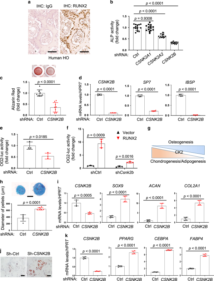 A RUNX2 stabilization pathway mediates physiologic and pathologic bone  formation | Nature Communications