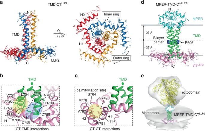 Fig. 1: Structures of TMD–CTLLP2 and MPER–TMD–CTLLP2 trimers in bicelles.