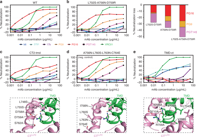 Fig. 4: Effect of mutations in the CT on Env antibody sensitivity.