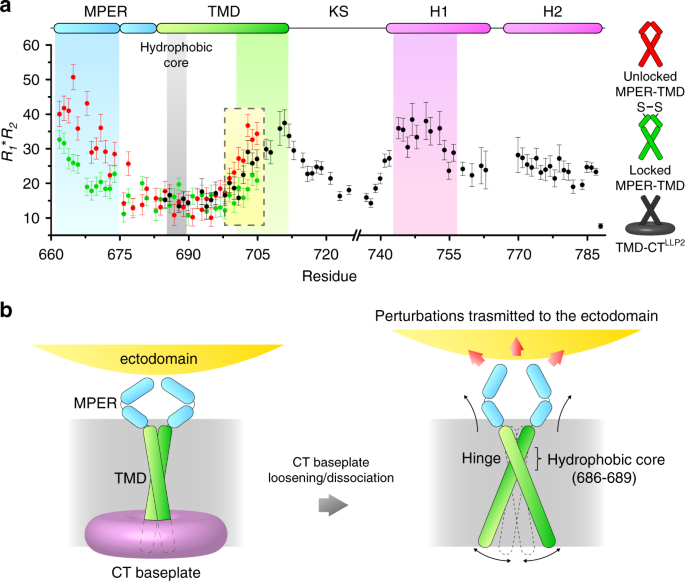 Fig. 5: Conformational coupling between the Env CT and ectodomain.