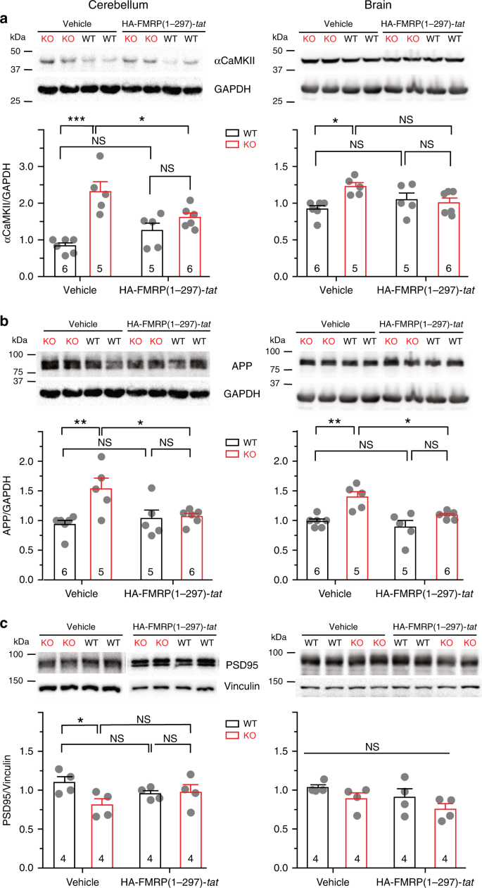 FMRP(1–297)-tat restores ion channel and synaptic function in a