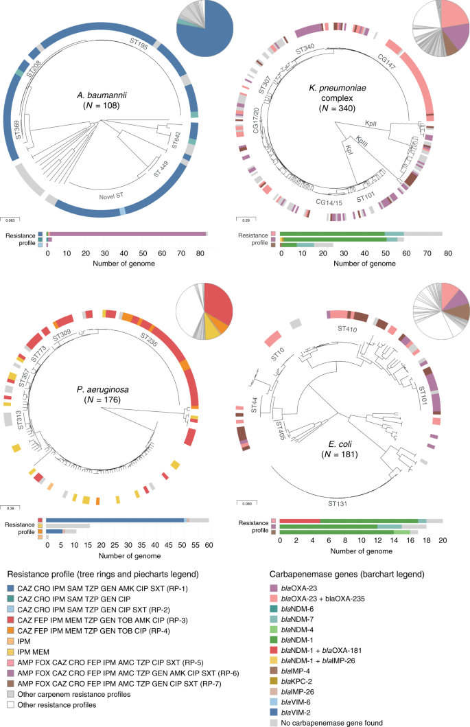 Fig. 3: Carbapenem resistance profiles are not associated with specific genetic lineages.