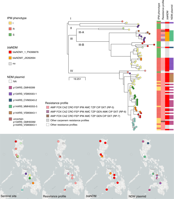 Fig. 5: WGS dissects the circulation of K. pneumoniae ST147 in the Philippines.