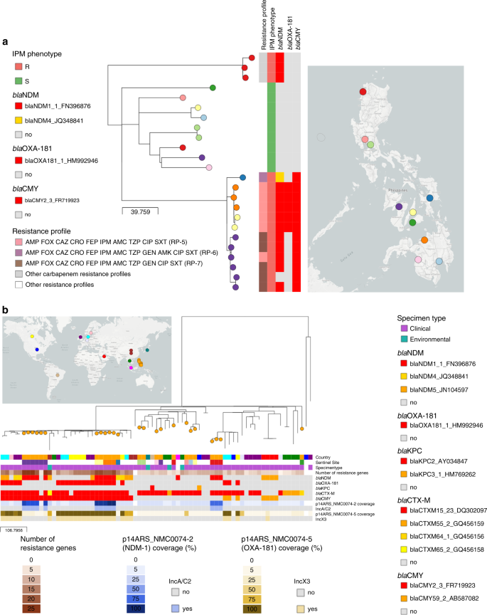 Fig. 6: Phylogeographic analysis of E. coli ST410 from the Philippines.