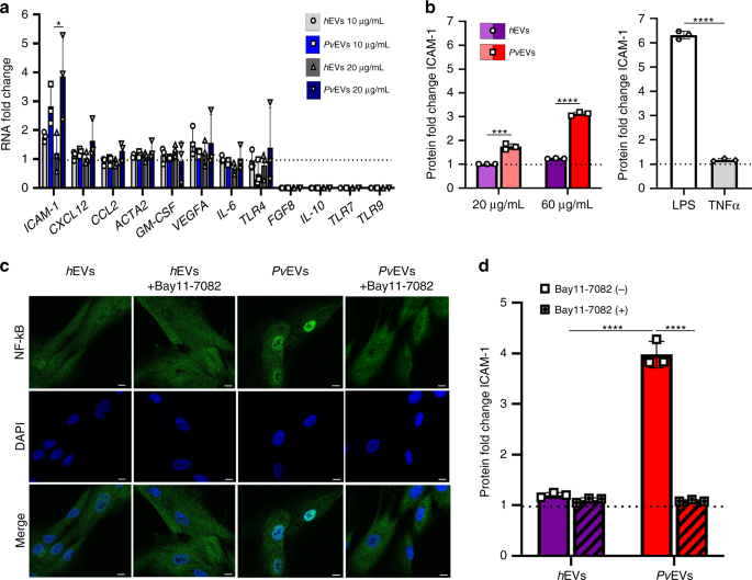 Fig. 3: ICAM-1 expression and NF-kB nuclear translocation in hSFs cells.
