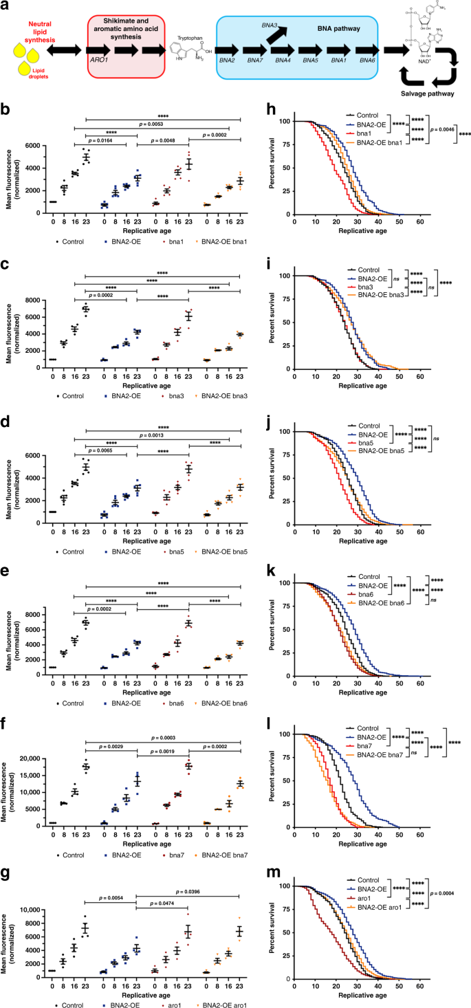 Independent Regulation Of Age Associated Fat Accumulation And Longevity Nature Communications Independent Regulation Of Age Associated Fat Accumulation And Longevity Nature Communications
