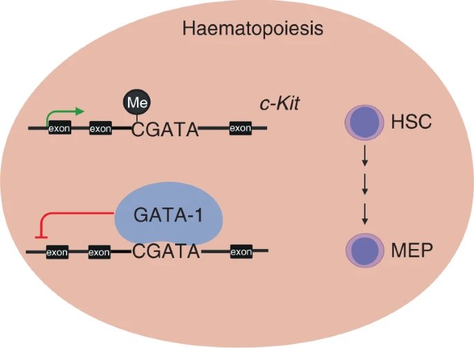 Methylation of a CGATA element inhibits binding and regulation by GATA-1