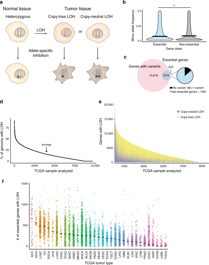 Loss Of Heterozygosity Of Essential Genes Represents A Widespread Class Of Potential Cancer Vulnerabilities Nature Communications