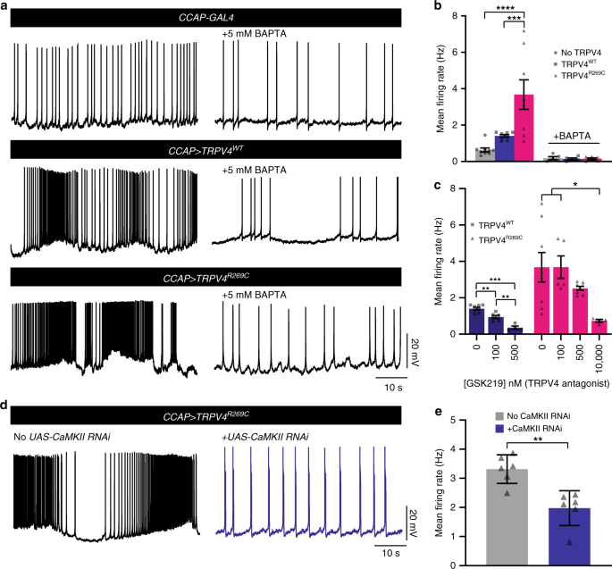 Trpv4 Disrupts Mitochondrial Transport And Causes Axonal Degeneration Via A Camkii Dependent Elevation Of Intracellular Ca 2 Nature Communications